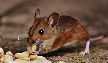 24 Hour & Emergency Exterminators in West Newbury, VT